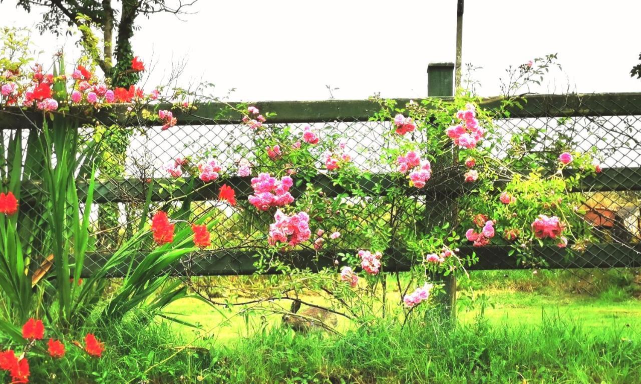 New Listing - Ladybird Cottage - Donegal - Wild Atlantic Way 도니골 외부 사진